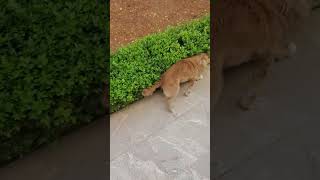 Funny dog happily rubs body against long bush