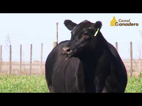 Cabaña El Señuelo previa remate 2019 condiciones de venta