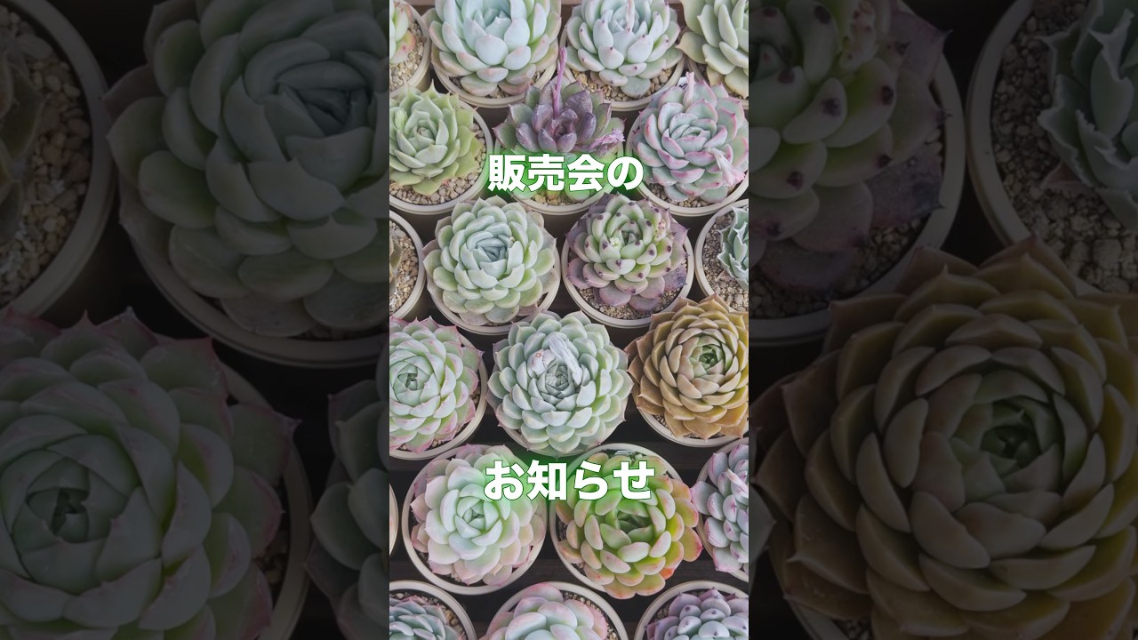 【販売会のお知らせ】