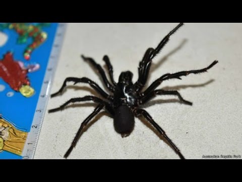 Equipe ordenha aranha mais venenosa da Austrália para produzir antídoto a veneno; assista
