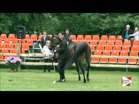 N.51 MAGNUMS ROSE - Bruges 2016 - Mares 4/6 years old - National (Class 6)