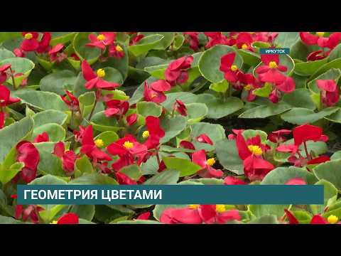 450 тысяч цветов высадят этим летом в Иркутске