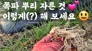 쪽파 뿌리 자른 것 