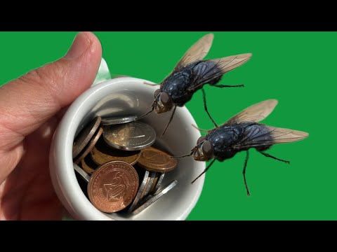 FLIES run 2 kilometers from your house if you do this! Free dispersal