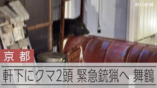 【速報】親子のクマ2頭が軒下に 緊急銃猟へ 京都・舞鶴