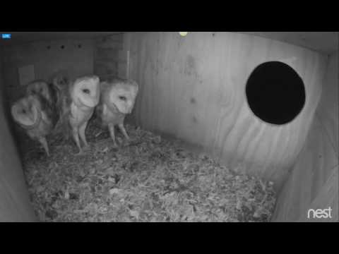 Carrie personally delivers rat to the owlet 9-24-16