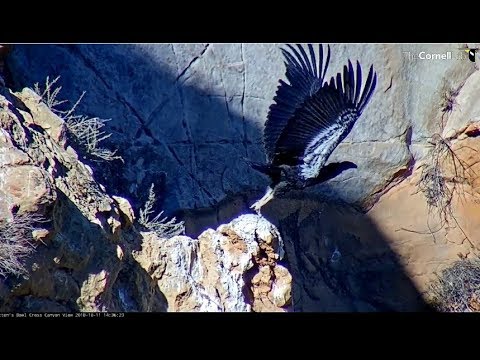 Hutton's Bowl Condor Cam ~ Condor Chick #923 Fledges  10.11.18