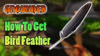 How To Get Bird Feather in GROUNDED