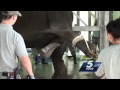 GRAPHIC Baby Elephant Birth