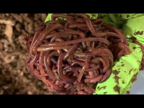 GRATUITOUS Ball 'O Blues Perionyx excavatus Blue Worms Strong Composting Worms & Fast Identification