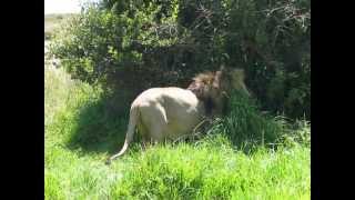 preview picture of video 'Male Lion very close to the Car'