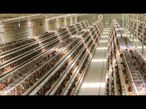 , title : 'Layer Chicken Cage Design and Modern Layer Breeding Technology - Layer Farming in China'