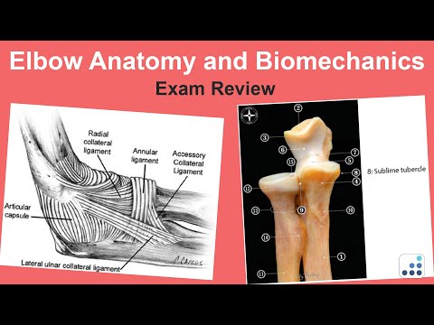 Elbow Anatomy and Biomechanics Exam Review - Felix H. Savoie III MD