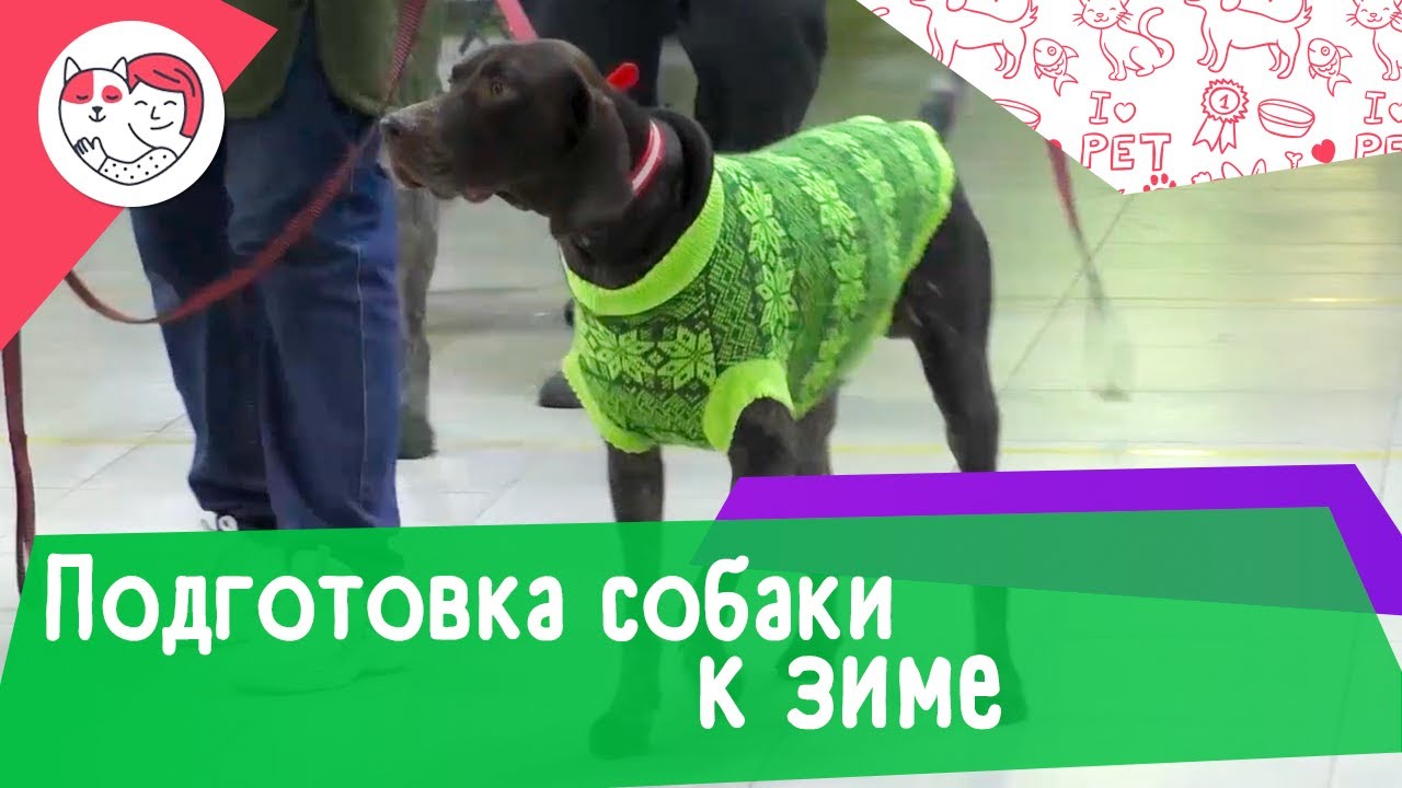 Как подготовить собаку к зиме: 6 советов