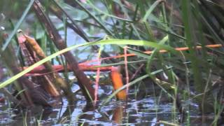 preview picture of video '15.8.13 Marouette de Baillon (Porzana pusilla intermedia, Baillon's Crake)'