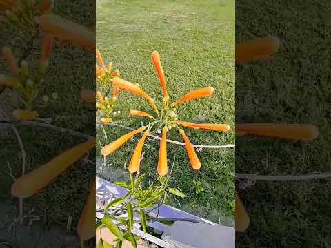 Flower (In Hindi पुष्प)...