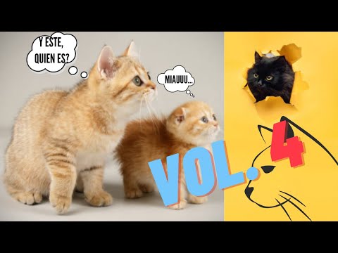 ➤ MÚSICA PARA CLINICA VETERINARIA SALA DE ESPERA 【VOLUMEN 4】