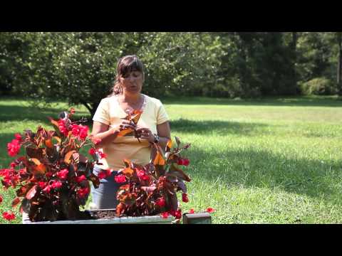 download lagu mp3 mp4 Begonia Boliviensis Propagation, download lagu Begonia Boliviensis Propagation gratis, unduh video klip Begonia Boliviensis Propagation