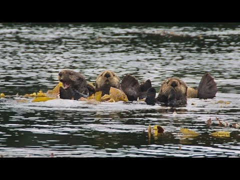 阿拉斯加東南部海獺 (Southeast Alaska Sea Otters)
