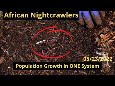 African Nightcrawlers - Population Growth in only One System 5/23/2022