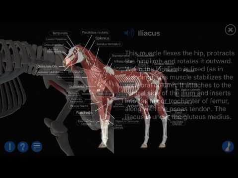 Horse Anatomy: Equine 3D Video