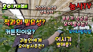 오이재배. 2020년 4월 29일 생육상태, 적과의 필요성, 이 시기에 병해충은? 부부에게 적당한 오이평수는…
