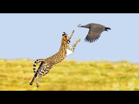 Amazing WILD CATS Taking Down Birds Midair including Caracals, Servals, Leopard