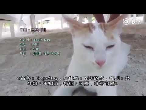 JIMIN BTS with cat/brandley at summer package 2017