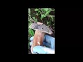 Porcini Settembre 2018