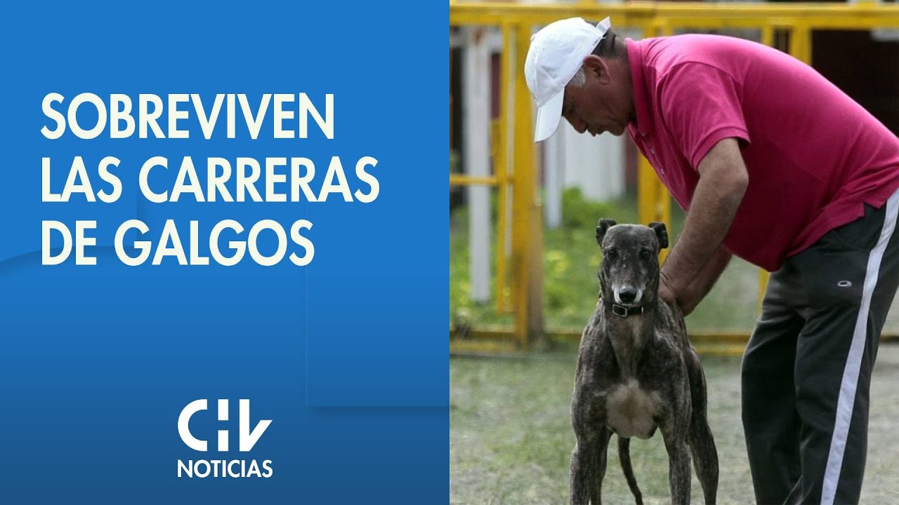 Carreras de galgos: Las distintas posturas que existen sobre esta actividad