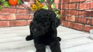 トイプードルの動画01