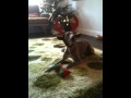 Whippet with antlers singing along to Bob Dylan's 'Adeste Fideles'