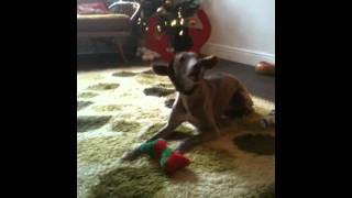 Whippet with antlers singing along to Bob Dylan&#39;s &#39;Adeste Fideles&#39;