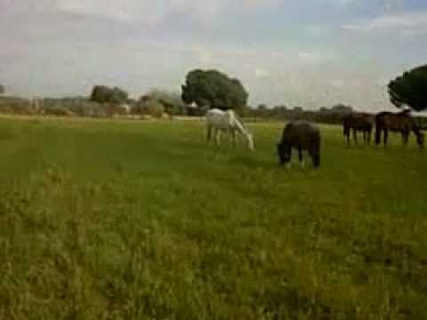 Centro Hípico la Corbera, empresa anunciada en Yumping