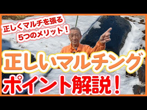 どのような種類のマルチを選択すればよいですか?さまざまなマルチの利点  庭園