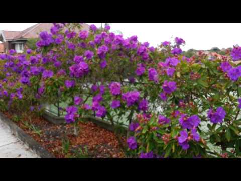 Tibouchina semidecandra flowers vs Tibouchina Noelene - Glory Bush HD 11