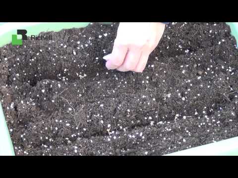 園芸 低木ほうれん草、食用の房を持つ常緑野菜