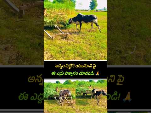 యజమానికి సాయంగా గడ్డి బండిని స్వయంగా తన భుజాన వేసుకుని మోసుకెళ్తున్న మూగజీవి! 🥺 Inspiring Bond