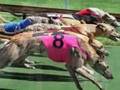 Save the Greyhounds!
