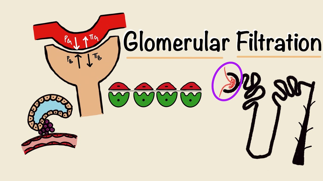 Glomerular Filtration | GFR | Starling Forces | Tubuloglomerular Feedback | Renal Physiology