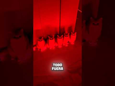 El Hombre Piso Accidentalmente a Su Gatito 😲