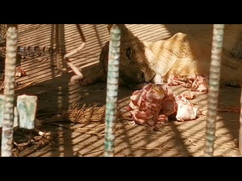Top 10 AFP videos on Youtube from 20th to 26th January | AFP.com