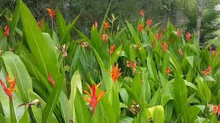 How to Use Bold Planting to Define Garden Spaces