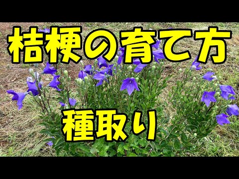 園芸 ピラミッド型桔梗