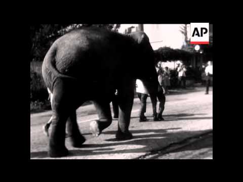 ELEPHANT ACROSS THE ALPS - SOUND