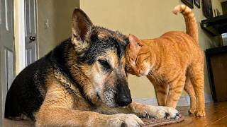 He Lost His Sister And Gave Up Then A Brave Orange Cat Tried
