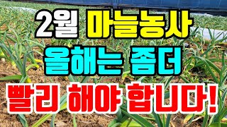 마늘 양파 부직포걷는시기 빨리하고 이것 꼭 해줘야 튼실한마늘 수확해요