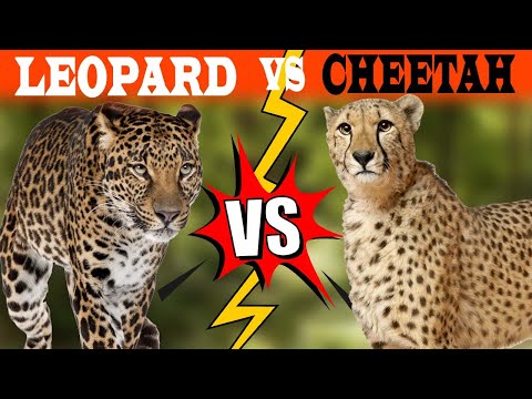 LEOPARD VS CHEETAH | Who Win The Fight | Difference Between Two Big Cats