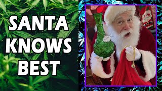 WEED MEMES & Fail Compilation [#240] - Fatally Stoned