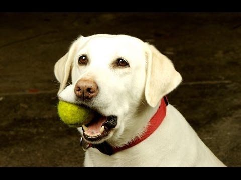 Funny Dogs Playing Fetch By Themselves Compilation 2014 [NEW]